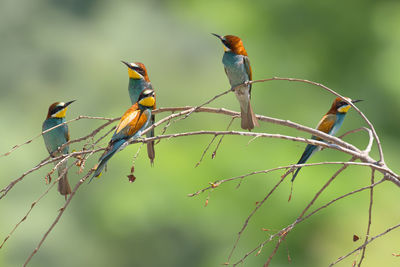 Birds perching on branch