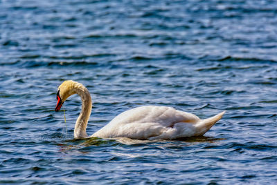 Swan swimming in sea