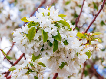 Close-up of white cherry blossoms in spring