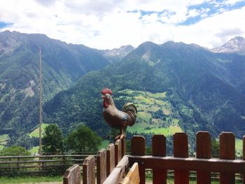 View of birds on mountain against sky