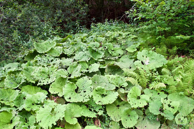 High angle view of plants growing on land