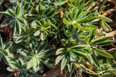 Close-up of leaves