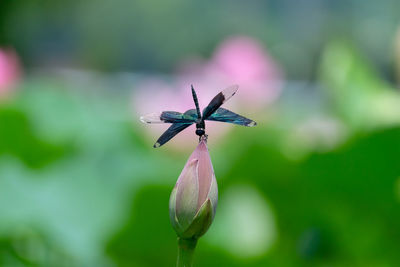 Close-up of red flowering plant