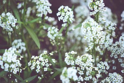 Close-up of white flowering plants in park