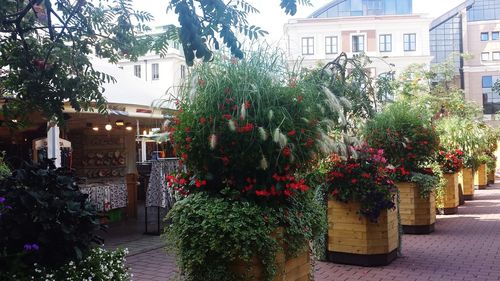 Flower trees in city