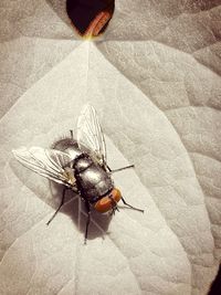 Close-up of insect