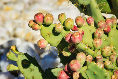 Wild cactus figs