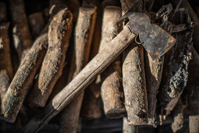 Close-up of old rusty hanging on wood in forest