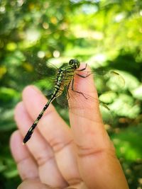 Close-up of hand holding leaf