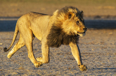 Lioness running on road