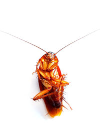 High angle view of insect on white background