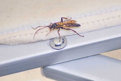 High angle view of spider on table