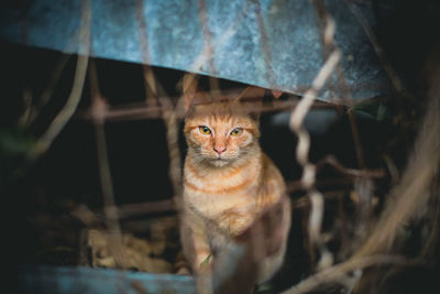 Portrait of cat sitting outdoors