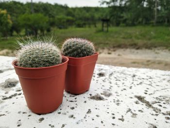 Close-up of potted cactus plant on field