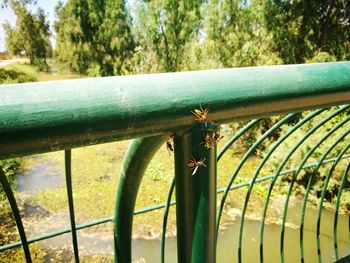 Close-up of metal fence against trees