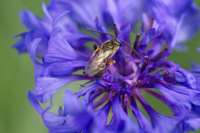 Close-up of bee pollinating on purple flower