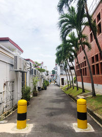 Street amidst palm trees and buildings against sky