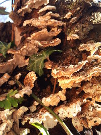 Close-up of plant growing on rock