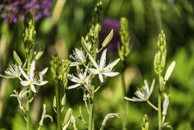 Close-up of purple flowering plants on field