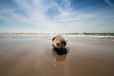 Portrait of dog in sea against sky