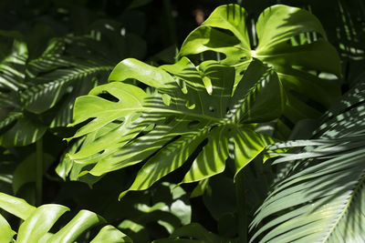 Monstera giant beautiful leaf. green leaf for decoration.