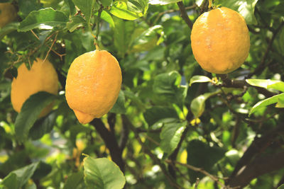 Close-up of oranges growing on tree