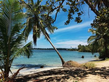 Palm trees on beach against blue sky