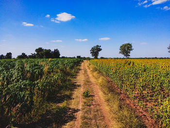 Scenic view of agricultural field against sky