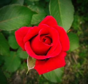 Close-up of red rose blooming outdoors