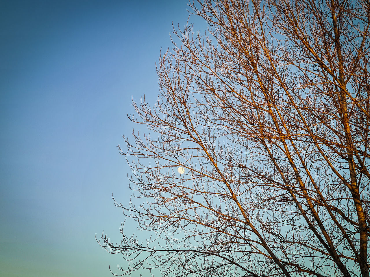 tree, sky, plant, bare tree, branch, nature, low angle view, sunlight, no people, clear sky, blue, beauty in nature, leaf, tranquility, outdoors, grass, morning, day, cloud, scenics - nature, silhouette, growth