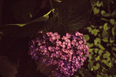 Close-up of pink flowers blooming in park