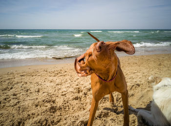 Dog shaking on sand at beach