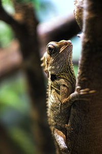 Close-up of plant against blurred background