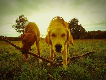 Horses on grassy field against sky