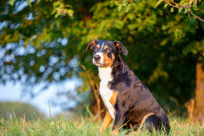 Dog sitting on field