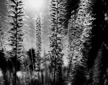 Close-up of pine trees in forest