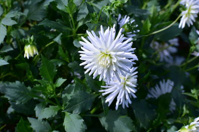Close-up of white flowering plant