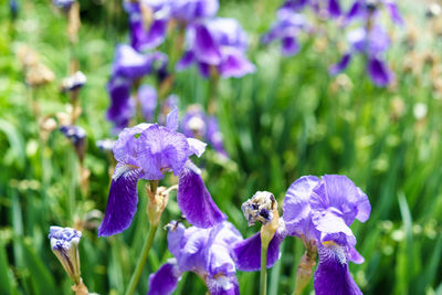 Close-up of butterfly on purple flower