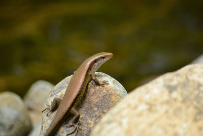 Close-up of lizard on rock