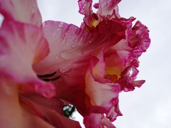 Close-up of flower