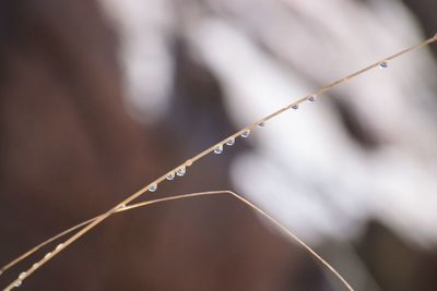 Close-up of plant against blurred background