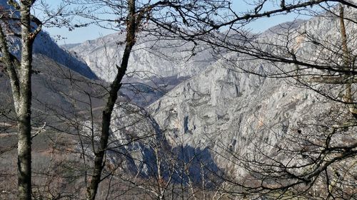 Bare trees on snowcapped mountain against sky