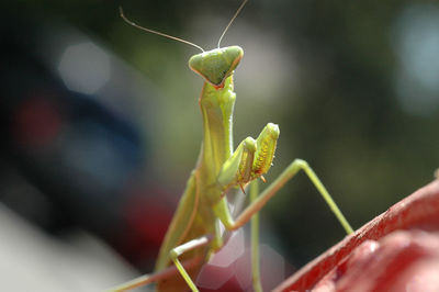 Close-up of insect on leaf