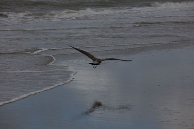 Seagull flying over the sea