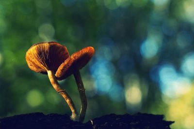 Close-up of mushroom growing outdoors