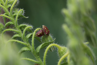 Close-up of insect on plant