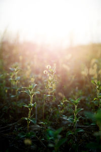 Close-up of grass on field against sky