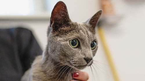 Cat washing and grooming close up getting professional service at pet salon by groomer