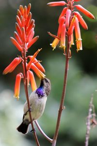 Close-up of bird perching on flower