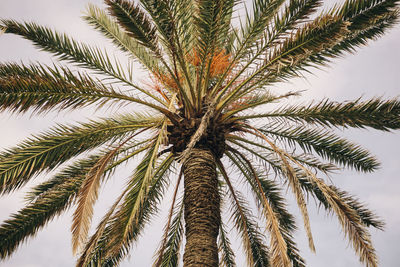 Low angle view of palm tree against sky